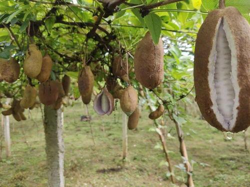 树上熟八月瓜可以吃吗视频