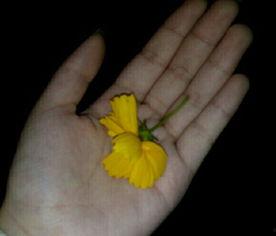 吃瓜唯美视频素材,唯美视频中的甜蜜瞬间