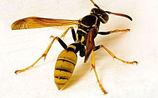 胡蜂会吃树瓜吗有毒吗视频,树瓜是否成为其餐桌上的毒物？