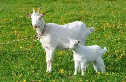 什么瓜适合山羊吃呢视频,山羊适宜食用的瓜类品种大盘点