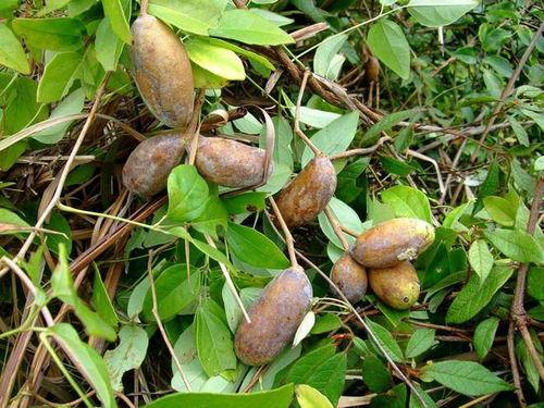 怎样吃八月瓜视频讲解,视频详解带你轻松享受夏日清新