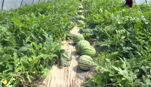 泉州地区吃瓜事件视频最新,揭秘背后真相与网络舆论风暴