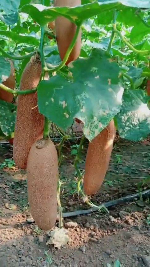 吃刺瓜搞笑视频大全,笑料横生！刺瓜搞笑视频大盘点