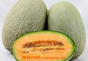 吃爷爷哈密瓜视频大全下载,吃爷爷哈密瓜视频大全，一网打尽甜蜜瞬间