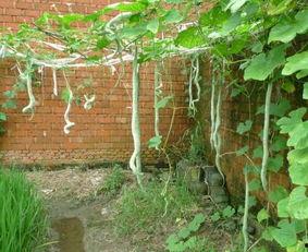 第一次吃蛇瓜的视频,一场奇妙的味蕾探险之旅