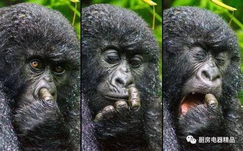 吃瓜搞笑视频变成猩猩,一场意外的搞笑大冒险