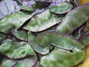 腌瓜脯怎么吃才好吃视频,腌瓜脯美味吃法大揭秘