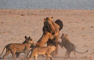 吃瓜小象的视频怎么拍的