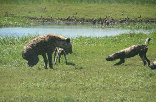 鬣狗吃哈密瓜视频播放,哈密瓜成美食盛宴